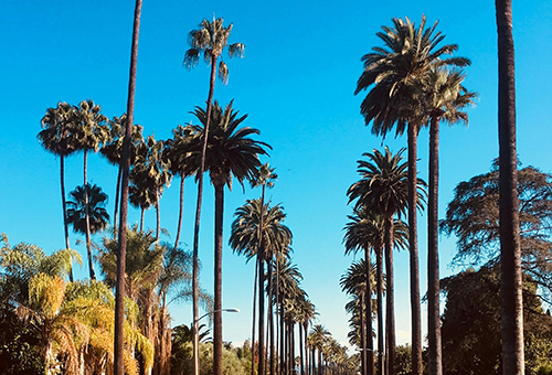 Beverly Hills Palm Trees